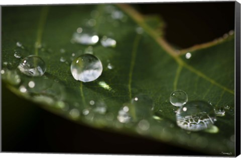 Framed Drops Of Rain On Leaf Closeup I Print