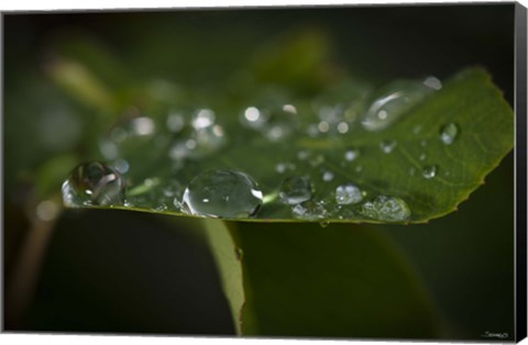 Framed Drops Of Rain On Leaf Closeup II Print