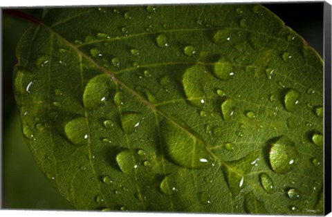 Framed Drops Of Rain On Leaf Print