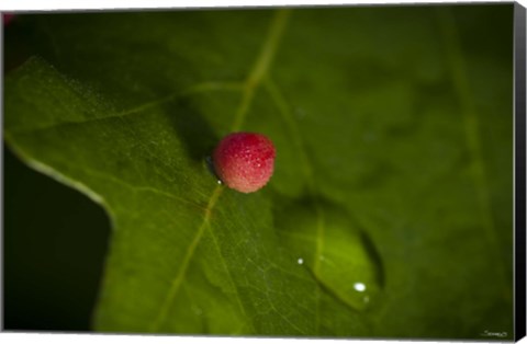 Framed Red Berry On Leaf Print