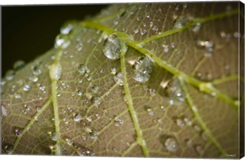 Framed Drops Of Dew On Brown Leaf Print