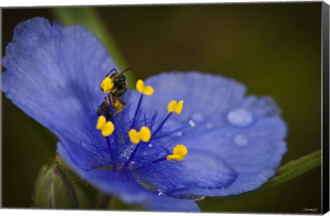 Framed Bee On Blue Flower Print