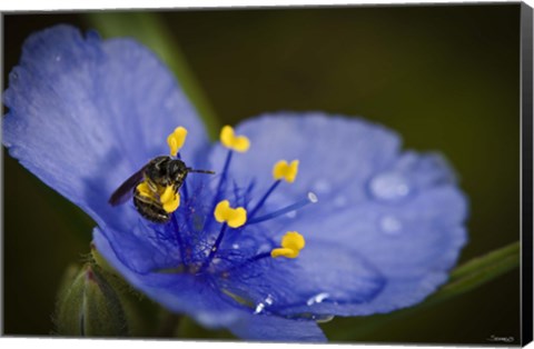 Framed Bee On Blue And Yellow Flower Print