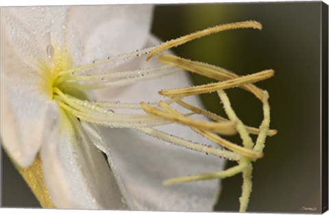 Framed White Flower Bloomed Closeup Print