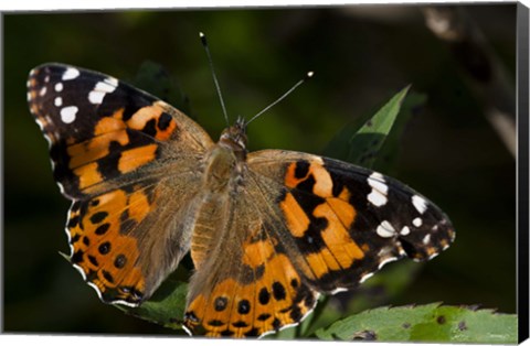 Framed Butterfly With Brown And Black Specks Print