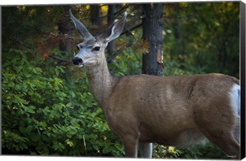 Framed Wildlife In Teton Print