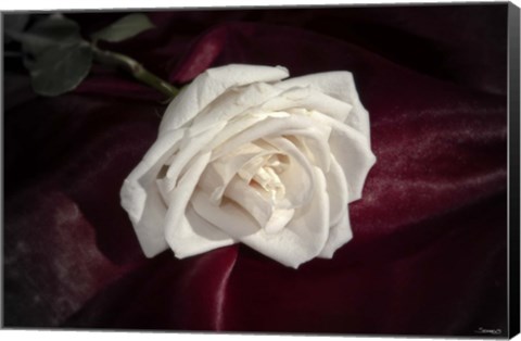 Framed White Rose On Wine Closeup Print