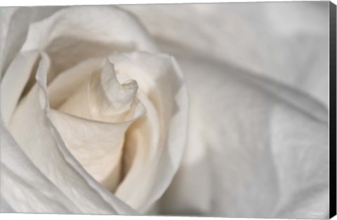Framed White Rose Closeup Print