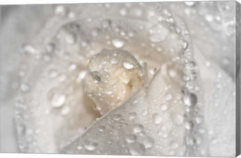 Framed White Rose Closeup With Dew I Print