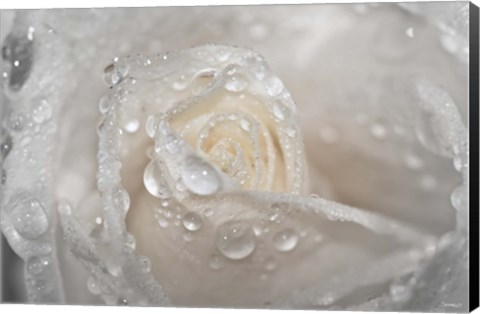 Framed White Rose Closeup With Dew II Print