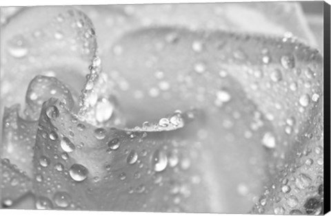 Framed White Rose Closeup Black And White Print