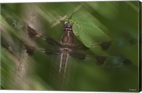 Framed Natural Motif II Print