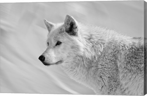 Framed White Wolf BW Print