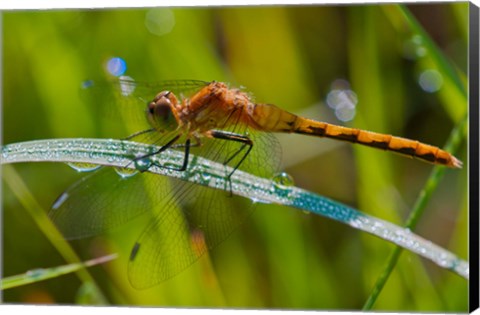 Framed Orange Dragonfly Print