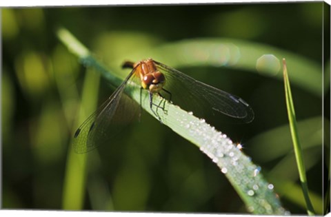 Framed Orange Dragonfly On Green Stem Print