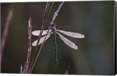 Framed Dragonfly And Magenta Stems Print