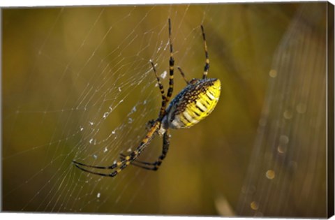 Framed Yellow Spider On The Web Print