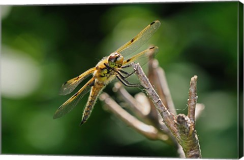 Framed Orange Dragonfly On White Branch I Print