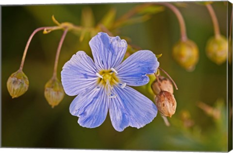 Framed Blue Flower Bloom And Pink Buds Print