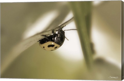 Framed Yellow Ladybug On Blade Of Grass Print