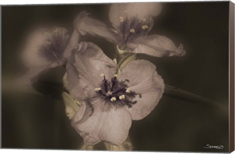 Framed Lavender And White Floral Blooms Print