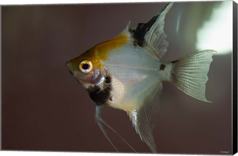Framed Angel Fish I Print