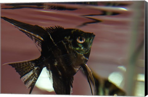 Framed Angel Fish II Print