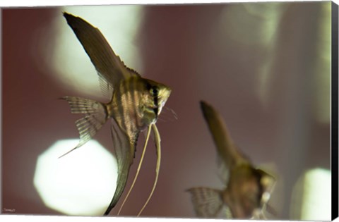 Framed Angel Fish III Print