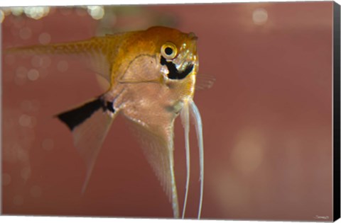 Framed Angel Fish X Print