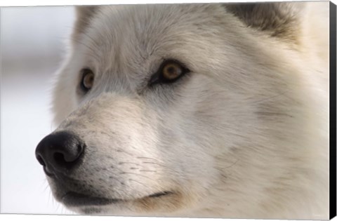 Framed White Wolf Color Print