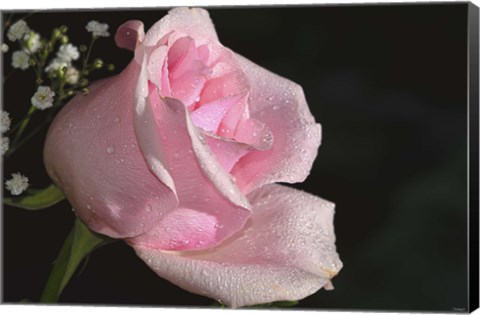 Framed Rose Pink Print