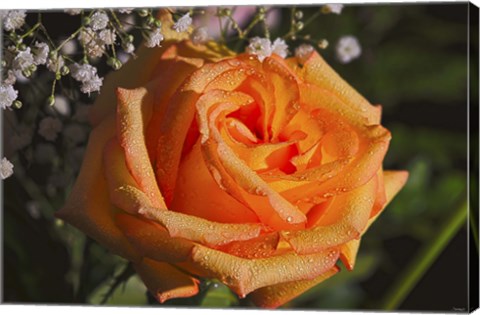 Framed Rose Orange Print