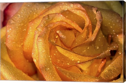 Framed Rose Orange Closeup Print