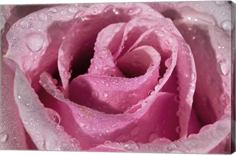 Framed Rose Pink And Raindrops Print