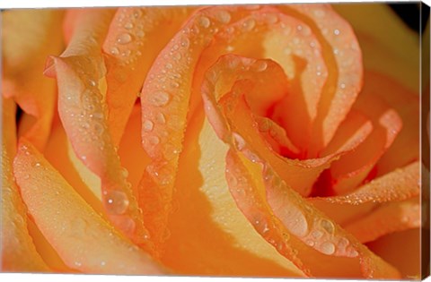 Framed Rose Orange And Raindrops Print