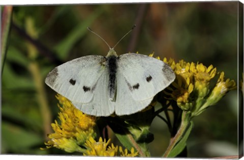 Framed Yellow Flower And White Moth Print