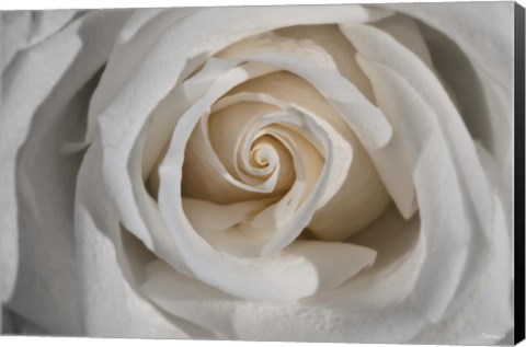 Framed White Rose Petals Closeup Print