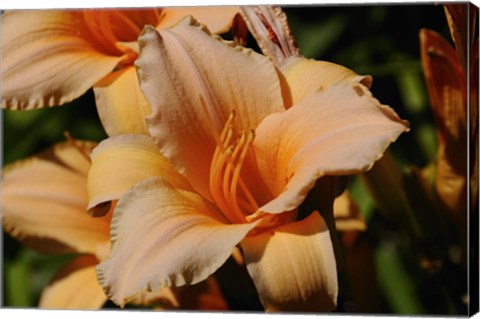 Framed Shades Of Nature Orange Flowers Print