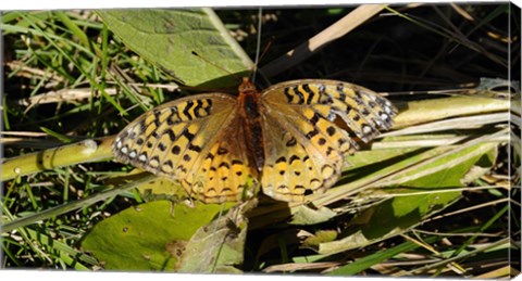 Framed Shades Of Nature Butterfly On Grass Print