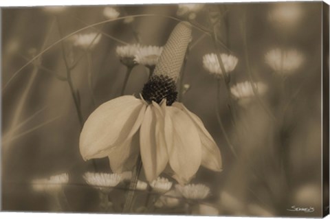 Framed White Flower In Field Of Small Flowers Print