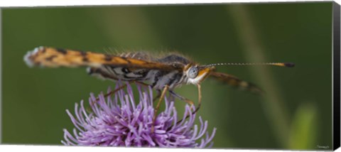 Framed Orange Insect On Purple Flower Print