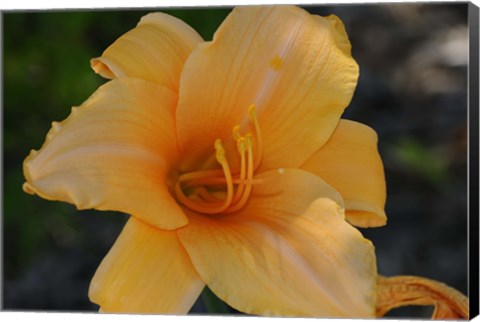 Framed Shades Of Nature Orange Flower Print