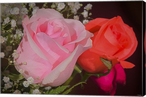 Framed Roses Pink And Red Print