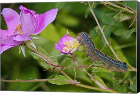 Framed Blue Caterpillar On Magenta Flower Print