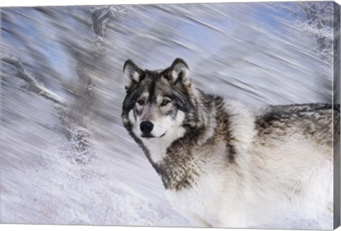 Framed River Wolf I Print