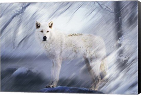 Framed River Wolf II Print