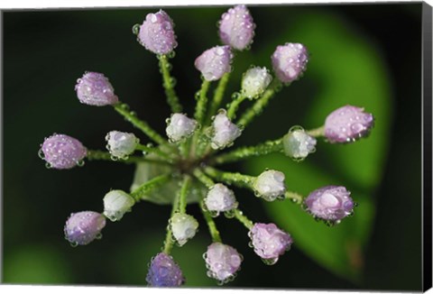 Framed Purple Flower Buds With Dew Print