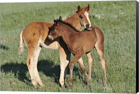 Framed Wildhorses 11 Print