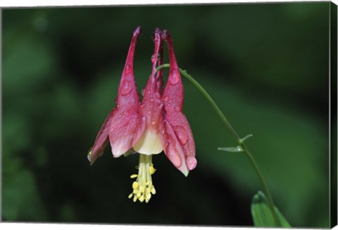 Framed Pink Flower And Stem On Green Print