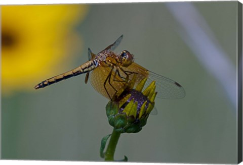 Framed Orange Dragonfly on Green And Yellow Flower Print